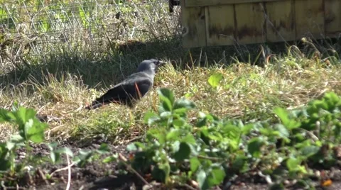 Jackdaw feeding in the grass Stock Footage 49639592