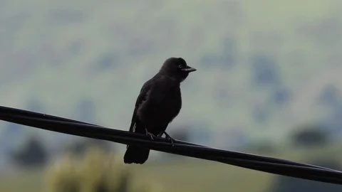 Jackdaw fledgeling flying from cable in Welsh countryside Stock Footage 121676102