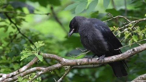 Jackdaw fledgeling side view sitting in tree Stock Footage 121713095