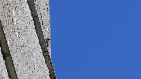 Jackdaw Flies Away Stock Footage 98289484