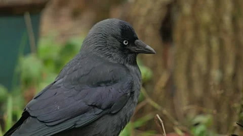 Jackdaw Stock-Footage 264035750