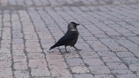 A Jackdaw Stock Footage 300990722