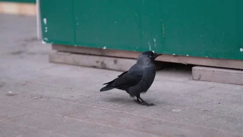 Jackdaw Stock Footage 301465599