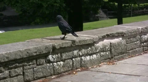 Jackdaw foraging in the park Video stock 23926928