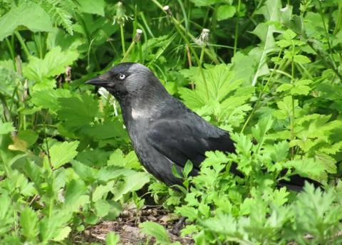 Jackdaw in a grass Stock Photos