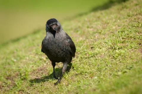 Jackdaw on Grass 写真素材