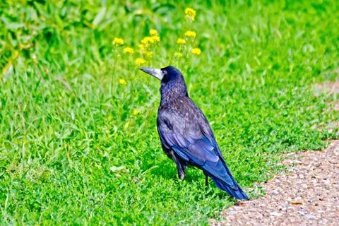 Jackdaw on the green grass Stock Photos