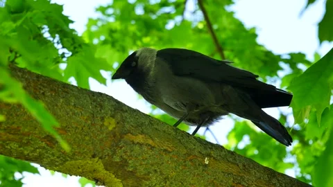 The jackdaw hammers the branch on which it sits and flies away. 動画素材 195112347
