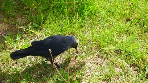 Jackdaw is looking for food in the grass. 스톡 동영상 155158235