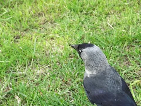 Jackdaw in the meadow. Stock Photos