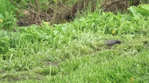 Jackdaw on mowed grass 스톡 동영상 130890239