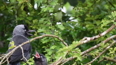Jackdaw parent feeding fledgeling in tree Stock Footage 121712964