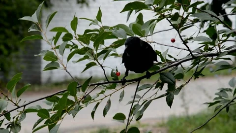 Jackdaw peck the sour cherry Stock Footage 211482500