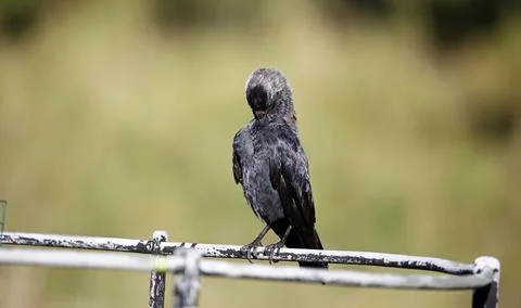 Jackdaw perched and preening Stock Photos