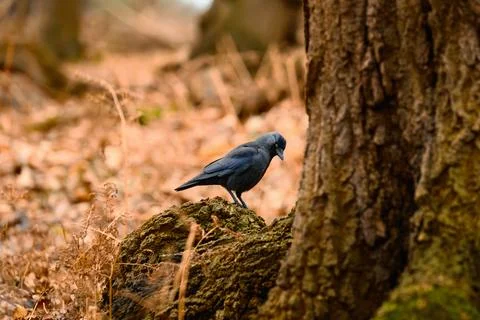 Jackdaw Perched Beside Mossy Tree Stock Photos