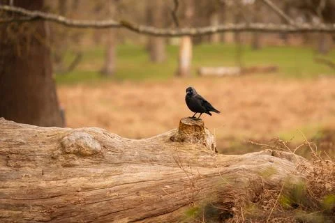 Jackdaw perched on fallen log in Richmond Park Stock Photos