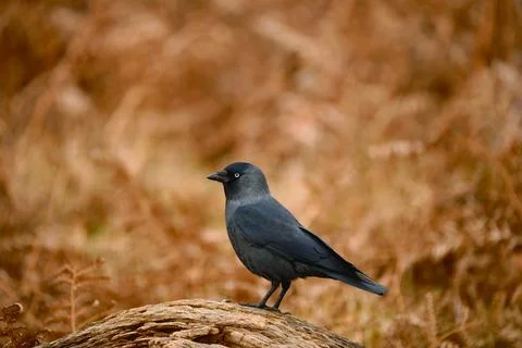 Jackdaw Perched on Fallen Tree in Richmond Park Stock Photos