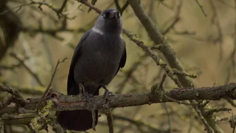 A Jackdaw perched majestically on a branch in its natural habitat for everyone Stock Footage 313286026