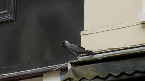 Jackdaw perched on storefront awning before flying off Stock Footage 340137405