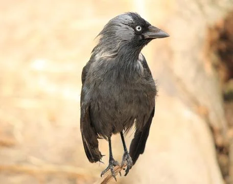Jackdaw Stock Photos