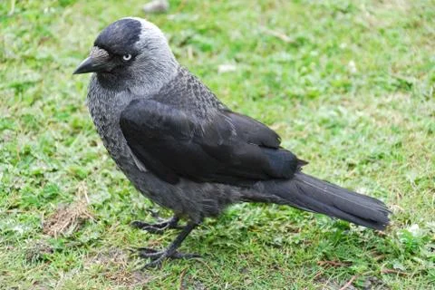 Jackdaw Stock Photos
