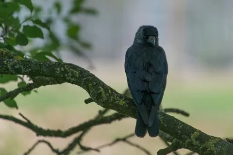 Jackdaw Stock Photos