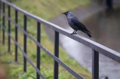 Jackdaw Foto stock