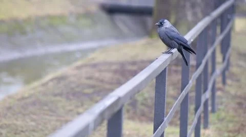 Jackdaw Stock Photos