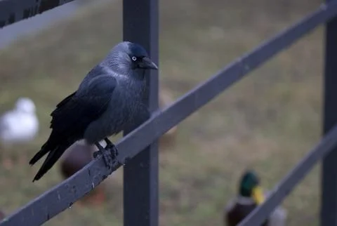 Jackdaw Stock Photos