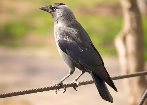 Jackdaw Stock Photos