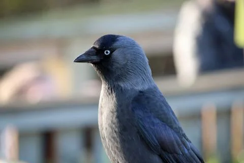 Jackdaw Stock Photos