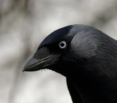 Jackdaw Stock Photos