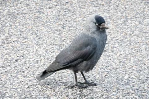 Jackdaw Stock Photos