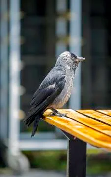 Jackdaw Stock Photos