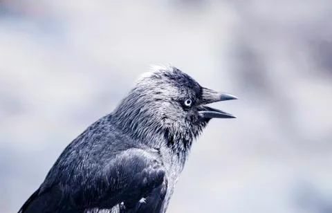 Jackdaw Stock Photos