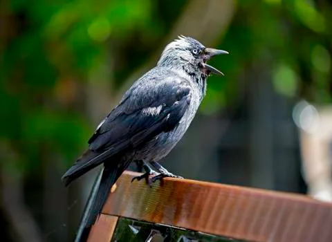 Jackdaw Stock Photos
