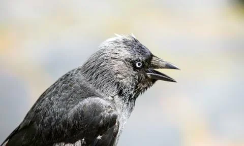 Jackdaw Stock Photos