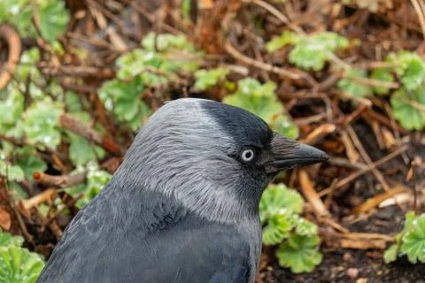 Jackdaw Stock Photos
