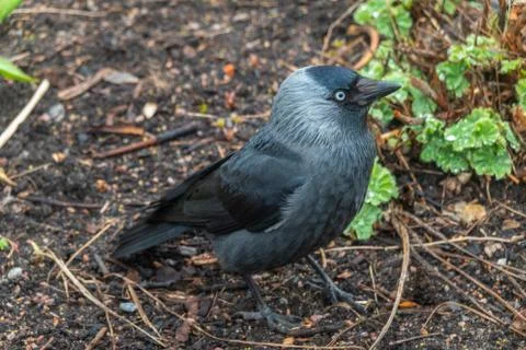 Jackdaw Foto stock