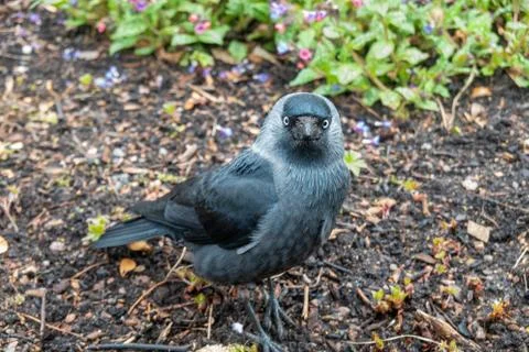Jackdaw Stock Photos