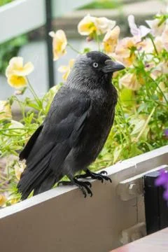 Jackdaw Stock-Fotos