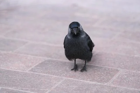 Jackdaw Stock Photos