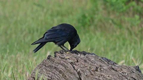 Jackdaw poking around an old tree trunk Stock Footage 245717261