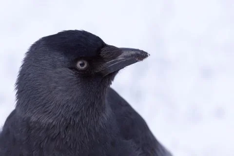 Jackdaw portrait Stock Photos