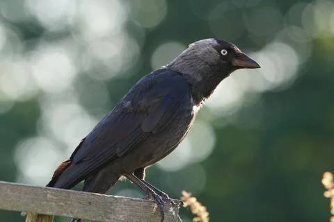 Jackdaw resting in the evening sunlight Stock Photos