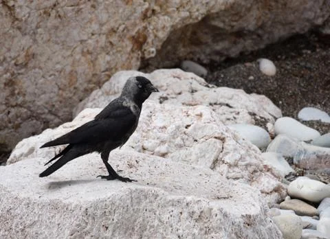 Jackdaw on rock Stock Photos