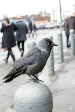 Jackdaw scouting Stock Photos