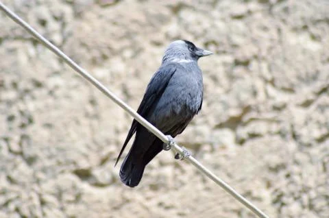 Jackdaw Set on a Cable Stock Photos