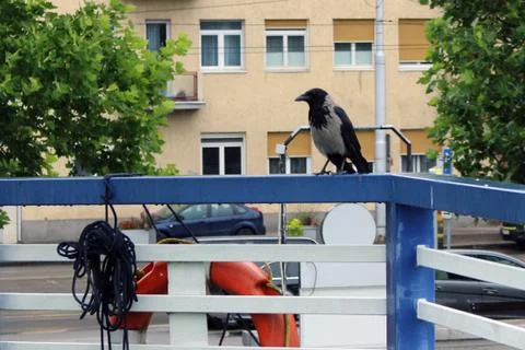 Jackdaw on the ship railing Stock Photos