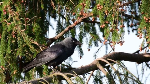 Jackdaw sit in the tree, spring Stock Footage 97822951
